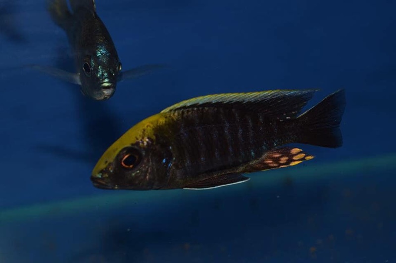 Aulonocara maylandi 'Liwewe Reef'